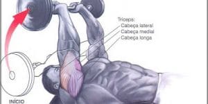 triceps testa