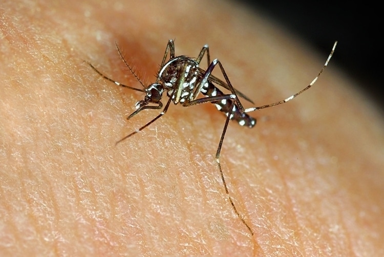 Causas da Dengue