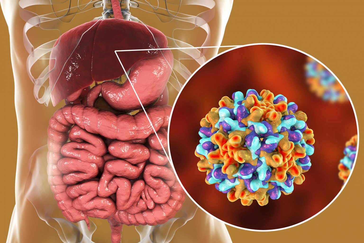 Hepatite A - O Que é, Sintomas E Tratamentos! | Dicas De Musculação