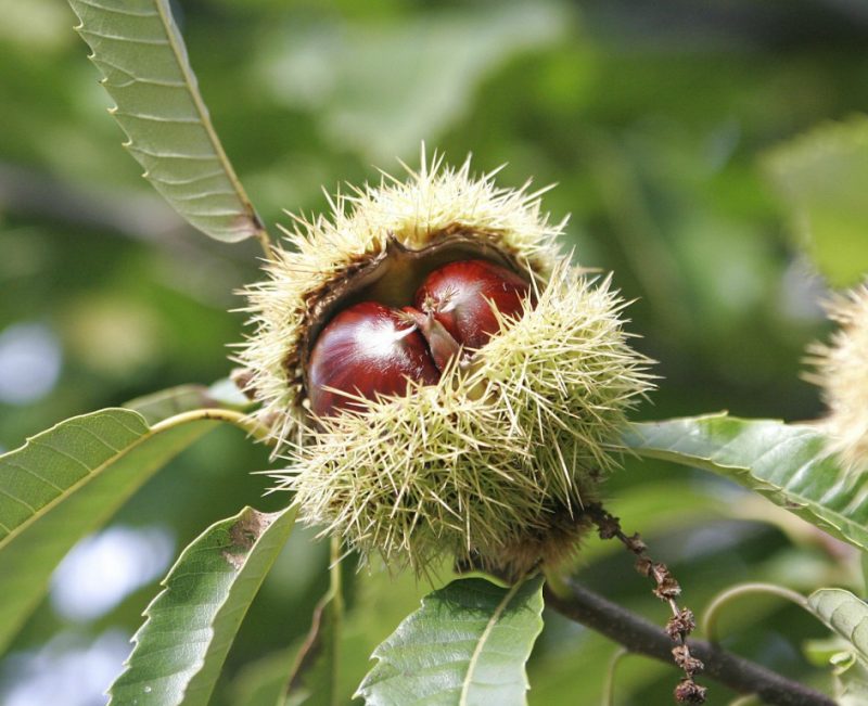 Os 22 Benefícios Da Castanha Portuguesa Para Saúde | Dicas De Musculação