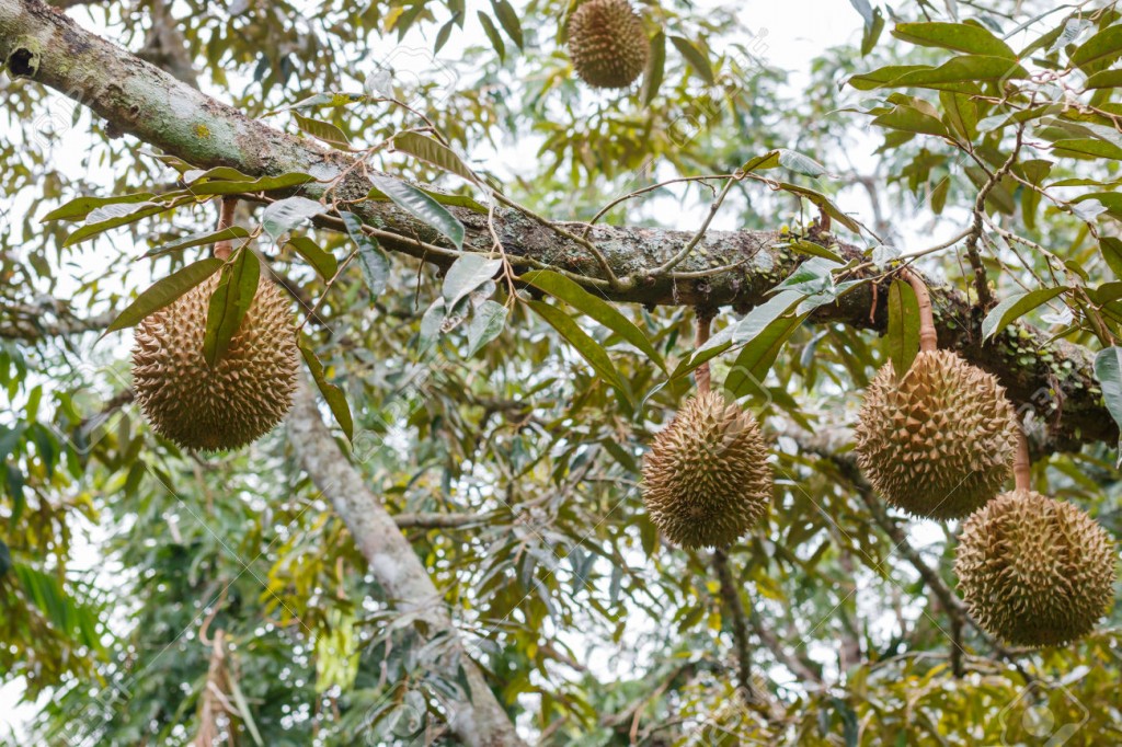 Durian fruta