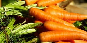 beneficios da cenoura