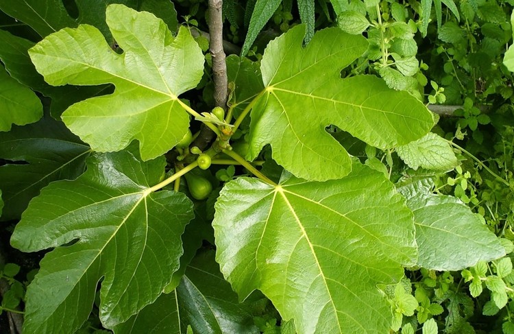 beneficios das folhas de figo